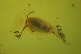 Fossil Springtail (Collembola) & Fly (Diptera) In Baltic Amber #72208-3